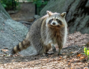 Location and Habitat Sandspur Island Raccoons 