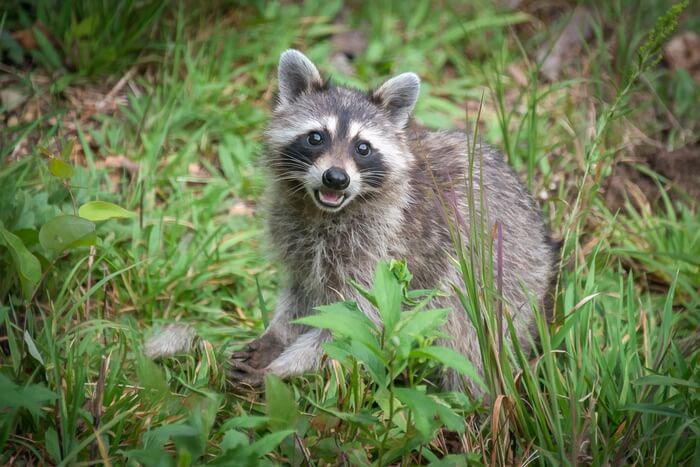 raccoon communication Puffing