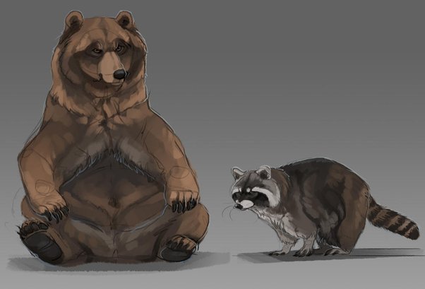 raccoons and bears Behavior