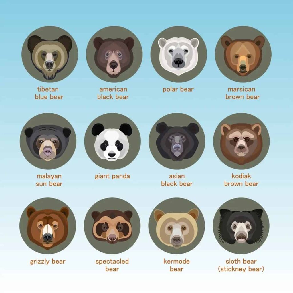 raccoons and bears Reproduction