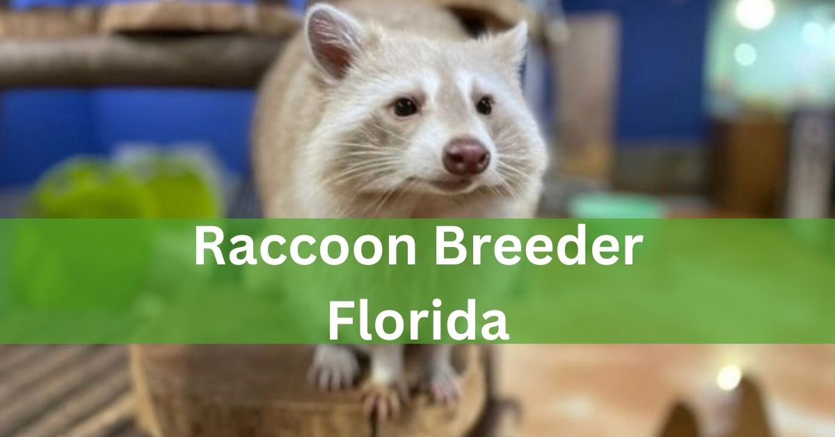 Raccoon Breeder Florida –  A Comprehensive Guide to Responsible Ownership!