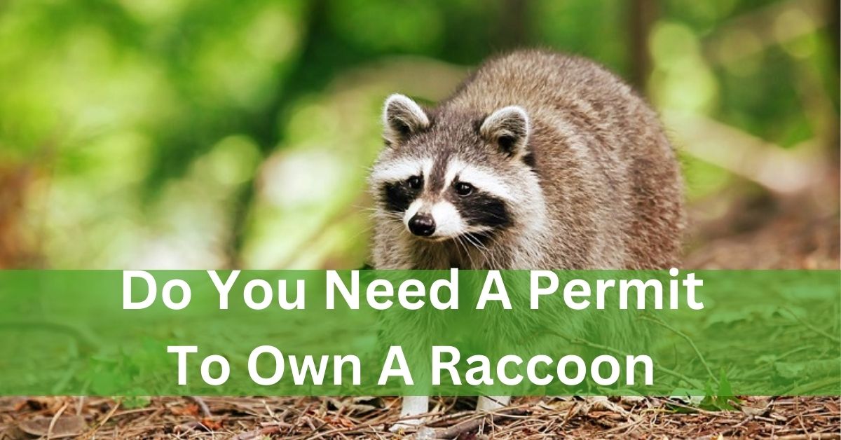 Do You Need A Permit To Own A Raccoon? – A Guide Of Information!