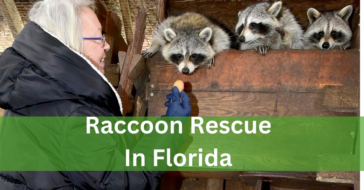 Raccoon Rescue In Florida  –  How To Help Our Furry Friends!