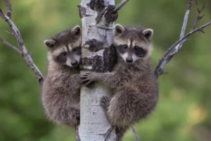 Breeding and Babies of Raccoon Island Family