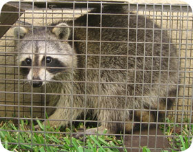 Challenges Faces During Rescue Raccoons In  Florida