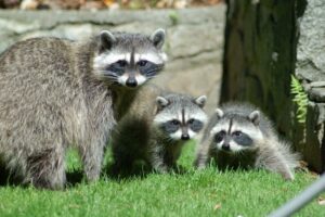 Clash of Urbanization of raccoons family