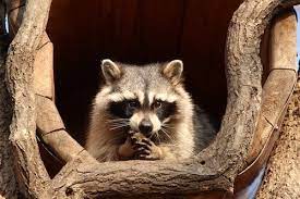 Cost Of Raccoon Ownership