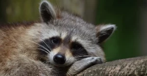 Do I need a permit to own a raccoon as a pet