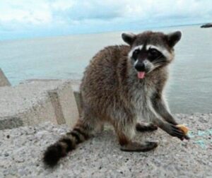 Does Raccoon Island In North Miami Have Any Wildlife