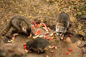 Eating Habits of Raccoon Island Family