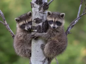 Family Ties And Genetic Secrets Raccoons And Bears