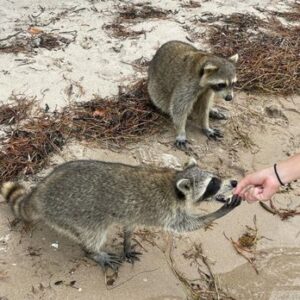 How Do I Get To Raccoon Island In North Miami