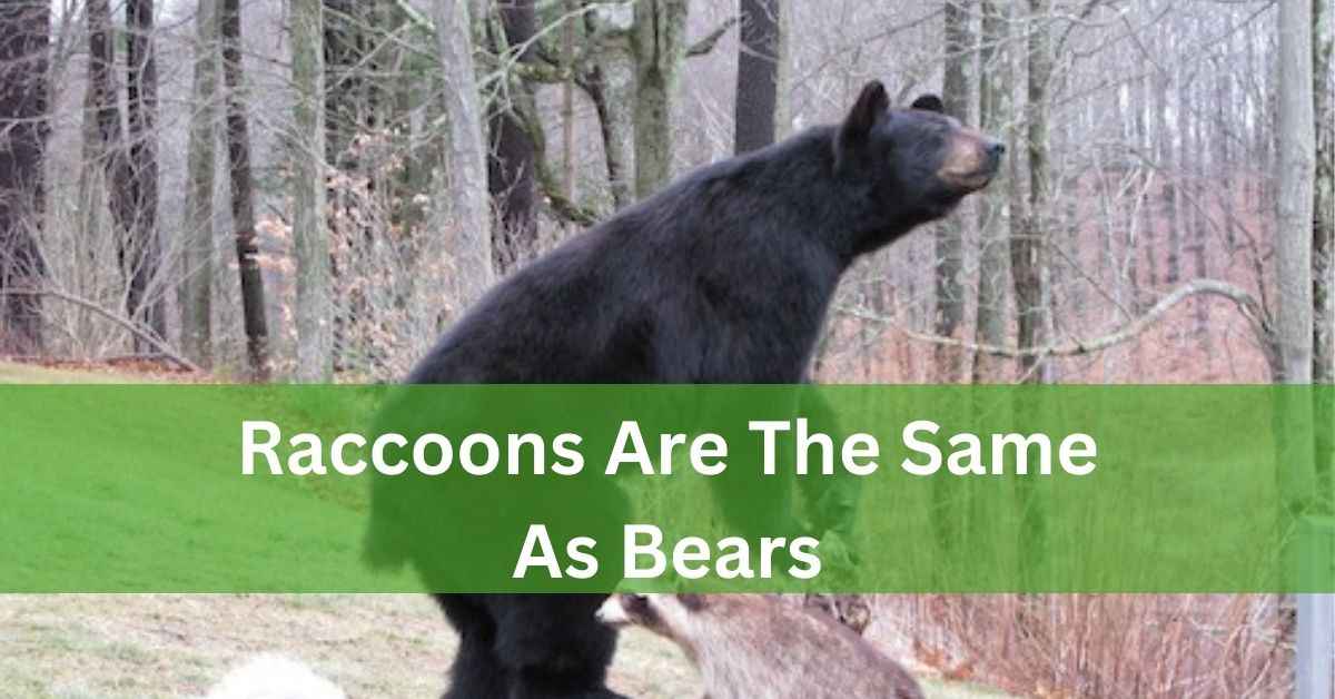 Raccoons Are The Same As Bears – Let’s Explore It!