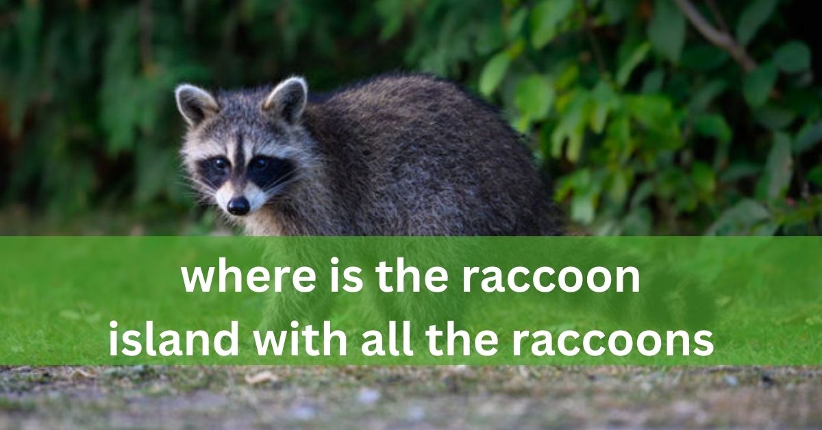 where is the raccoon island with all the raccoons – Explore the Charm!