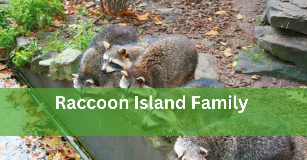 Raccoon Island Family – Escape To Adventure!