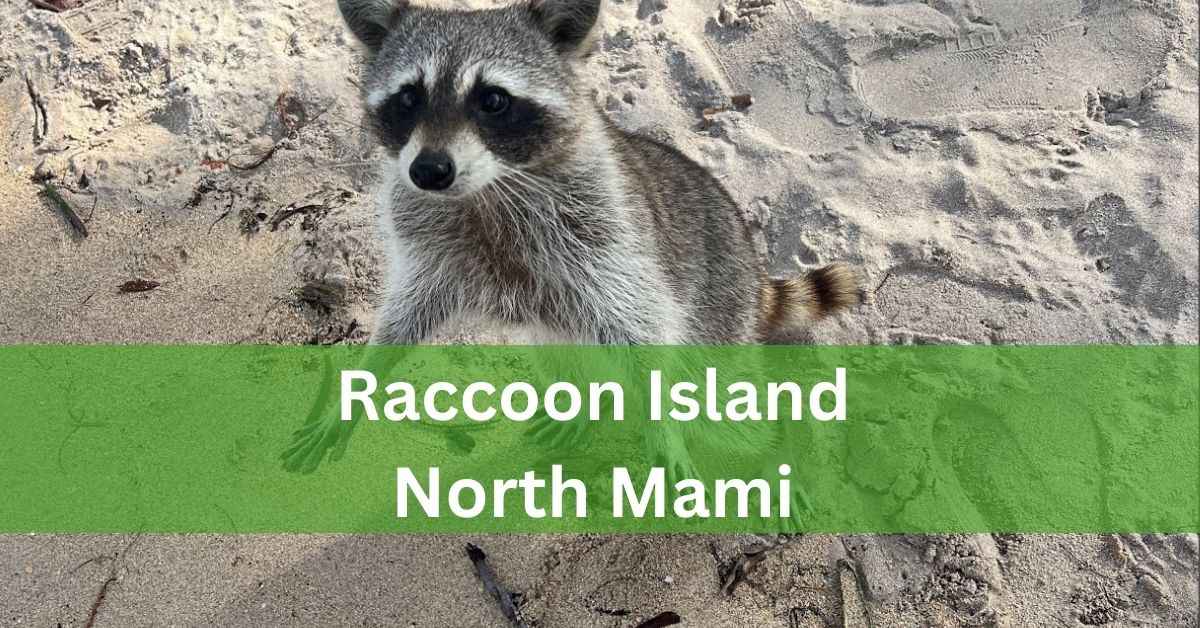 Racoon Island North Miami – A Complete Informative Guide!