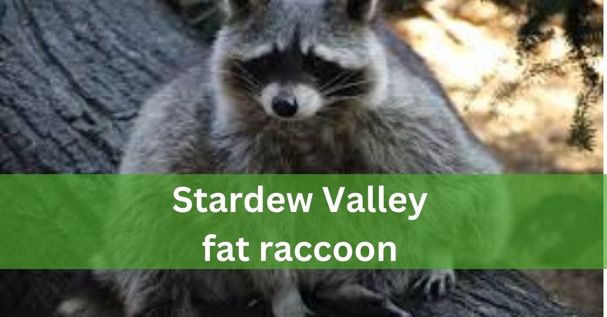 Stardew Valley Fat Raccoon – Let’s discuss this in detail!