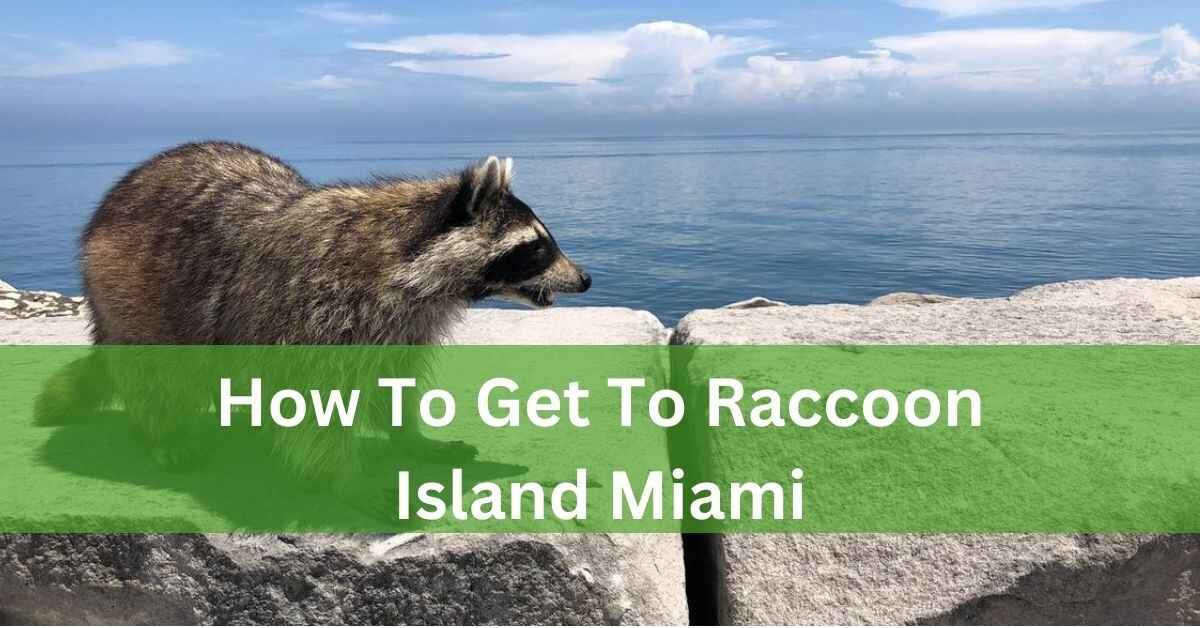 How To Get To Raccoon Island Miami – Embarking On An Extraordinary Journey!