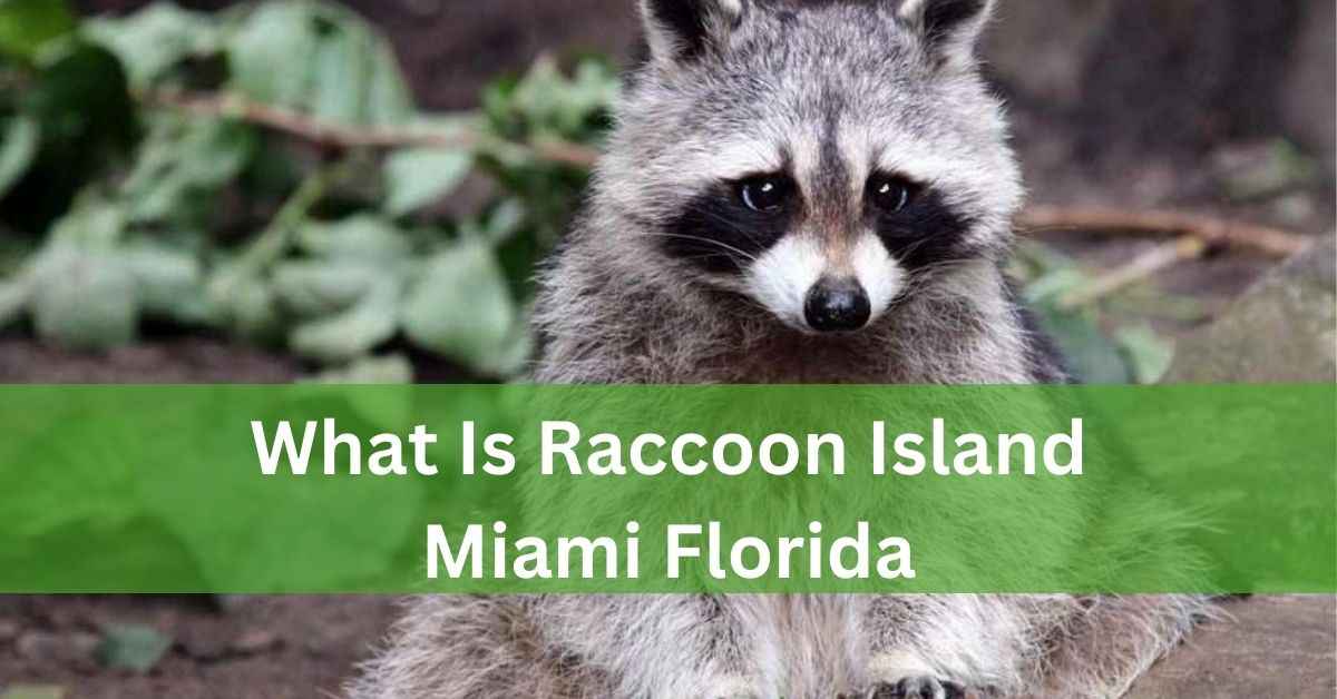 How To Keep Raccoons Away From Cat Food 9 11zon 