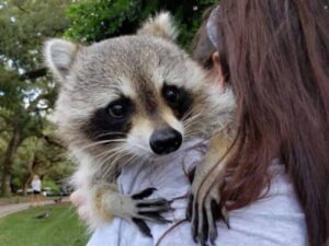 Life Of Raccoon Island Miami Florida