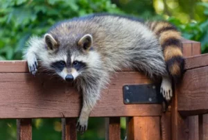 Making the Game Feel Real of raccoon