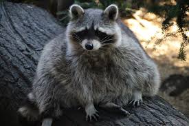 Mystery Of The Fat Raccoon