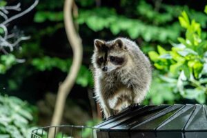 Nature's Plot Twists of raccoons and bears