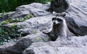 Night Lifestyle of Raccoon Island Family