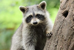 Physical Twinsies Paws And Claws of raccoons and bears