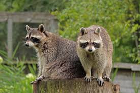 Protecting Nature of raccoon iceland