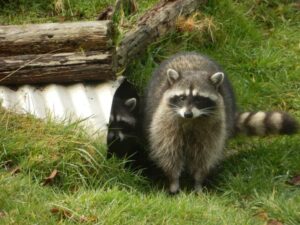 Protecting Raccoon Habitats