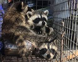 Providing Temporary Shelter to raccoon