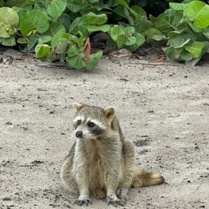 Raccoon Island In North Miami