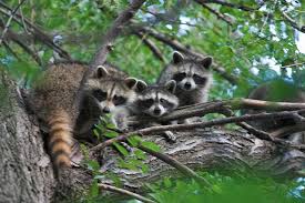 Raccoon Ownership