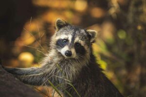 Raccoons And Bears Go About Their Daily Lives