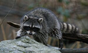 Raccoons - The Island's Namesake