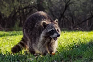 Researching The Journey of raccoon