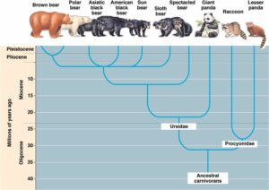 Scientific Classification Of Raccoons And Bears