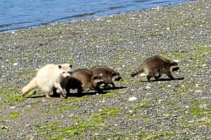 Seasons to Visit Raccoon Island