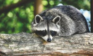 Social Behavior of Raccoon Island Family