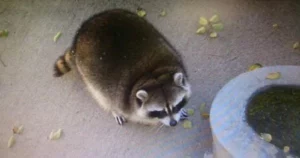 Spotting the Fat Raccoon