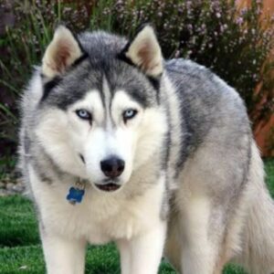 Teaching and Making Friends Timber Wolf Pitbull Mix