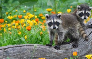 The Habitat Of Raccoon Island Family