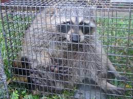 The Mystery Of The Fat Raccoon