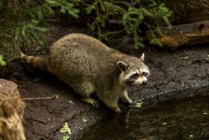 The Role Of Raccoons In Island Ecosystems