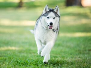 Timber Wolf Pitbull Mix- living style