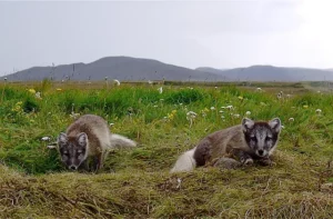 Tourist Attraction raccoon iceland