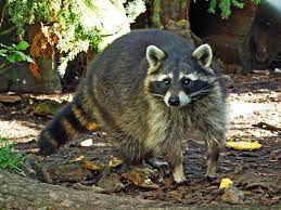 Understanding Raccoons -  Behavior and Habitat