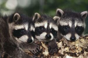 What Is The Legality Of Raccoon Breeding