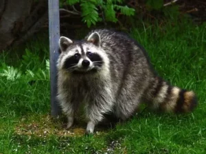 What are the laws regarding raccoon ownership